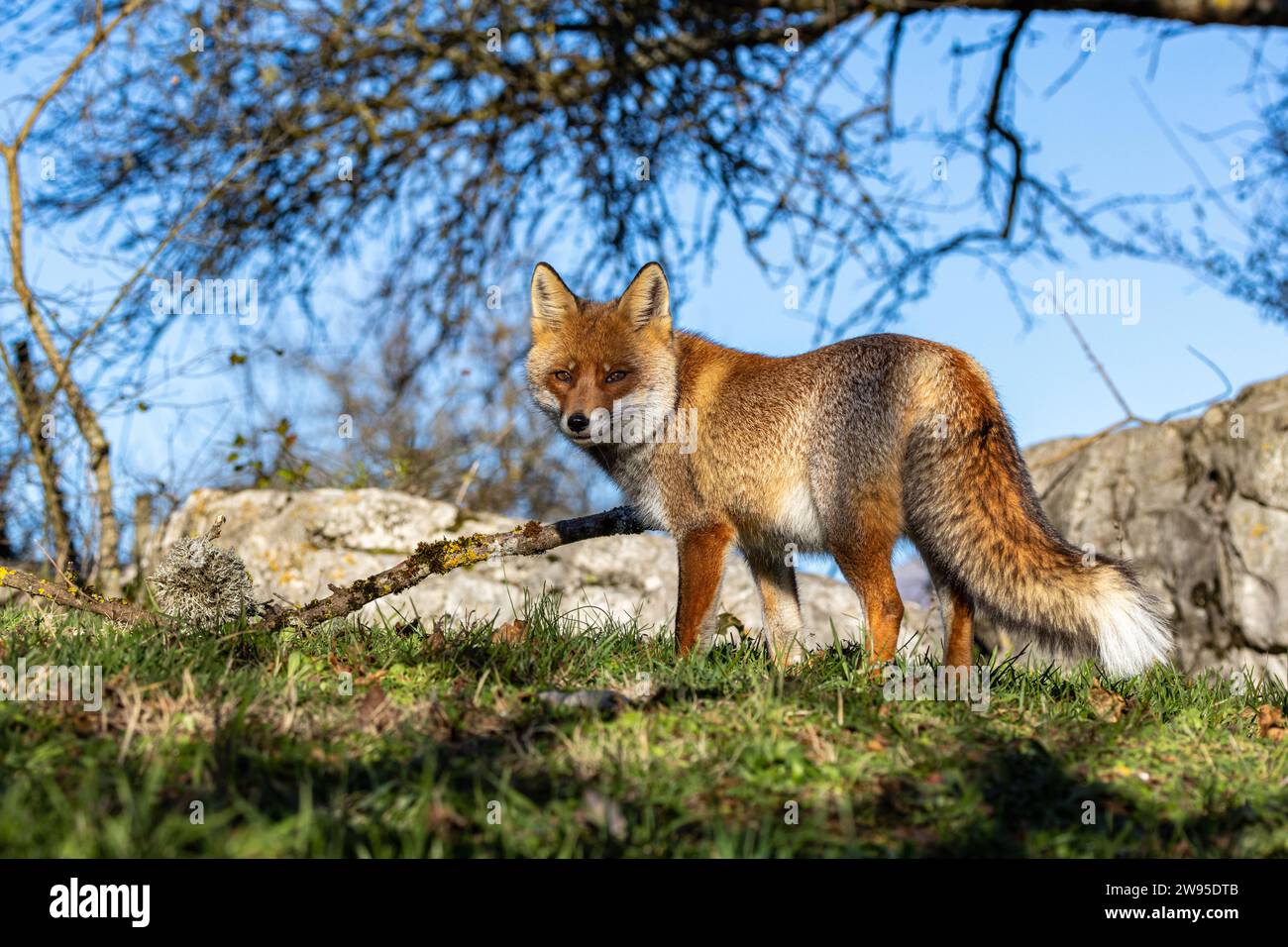 Nahaufnahme des Rotfuchses im Winter Stockfoto