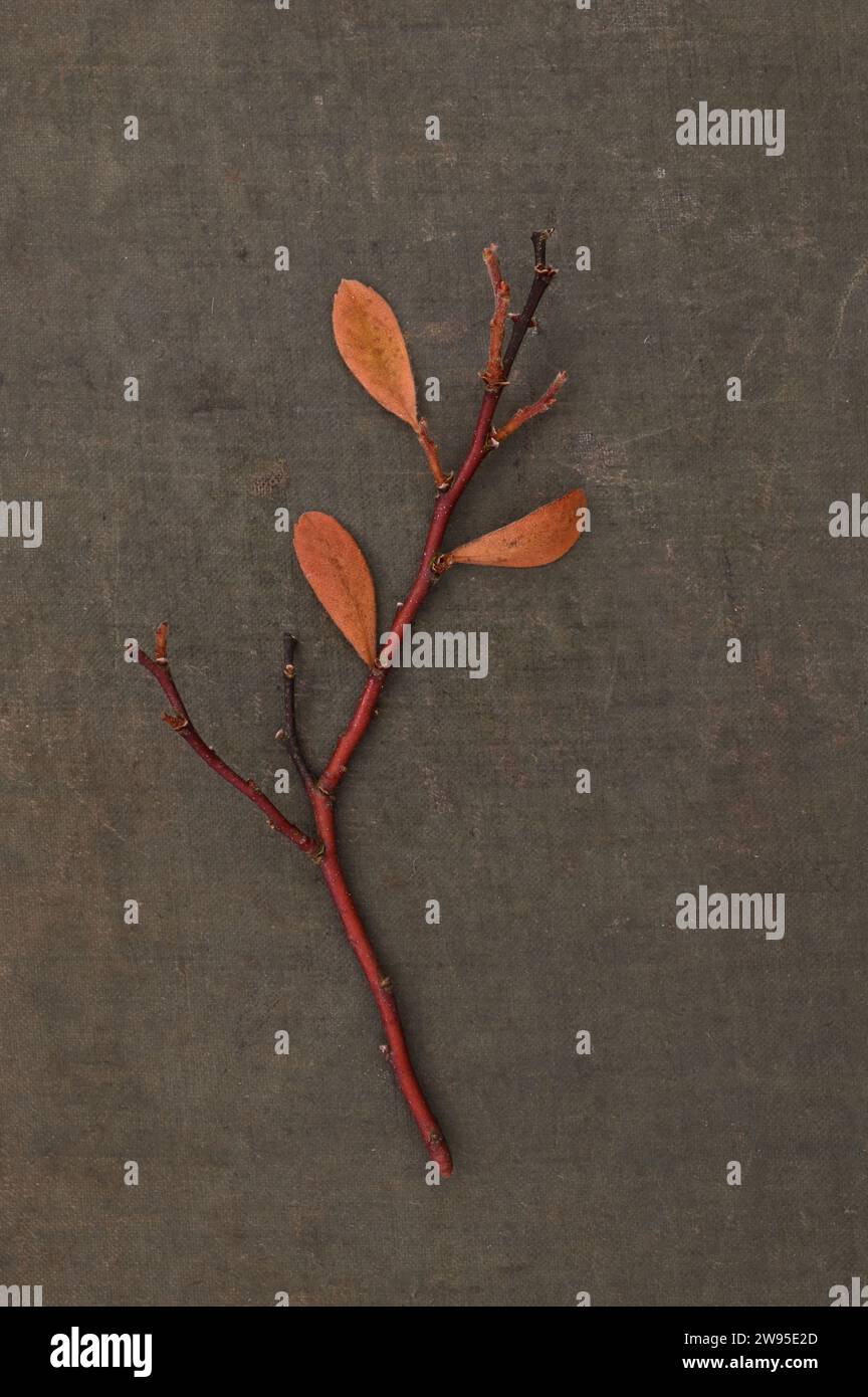 Roter Stiel mit drei kräftigen braunen Herbstblättern von Moormyrtel oder Myrica-Sturm, die auf Leinenbrett liegen Stockfoto