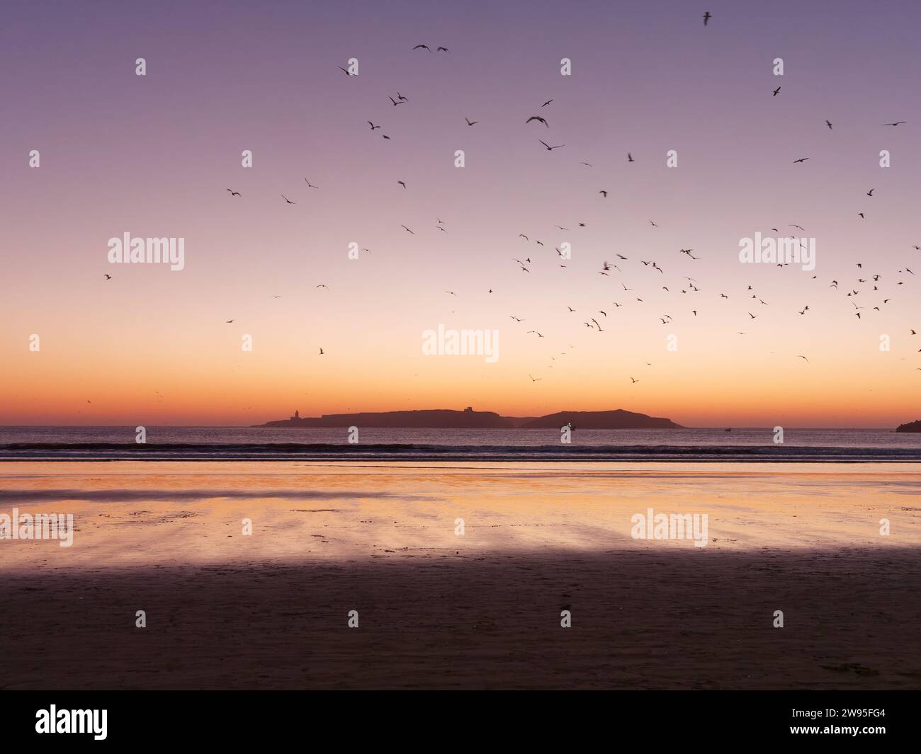 Vögel fliegen über einen Sandstrand bei Sonnenuntergang während der goldenen Stunde mit einer Insel dahinter in Essaouira, Marokko. Dezember 2023 Stockfoto