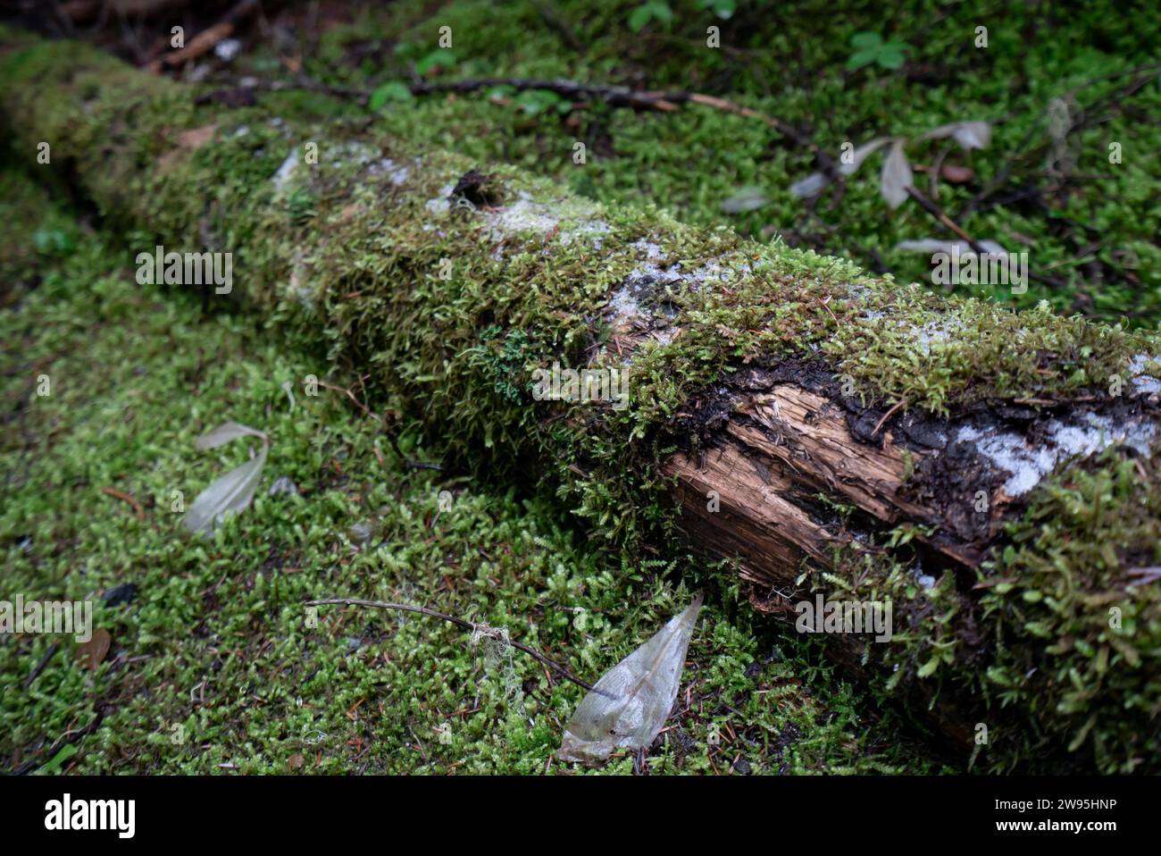 Bewölktes, dunkles und helles schneebedecktes Wetter, Wanderweg Lake Joffrey Waldstraße Landschaft Stockfoto