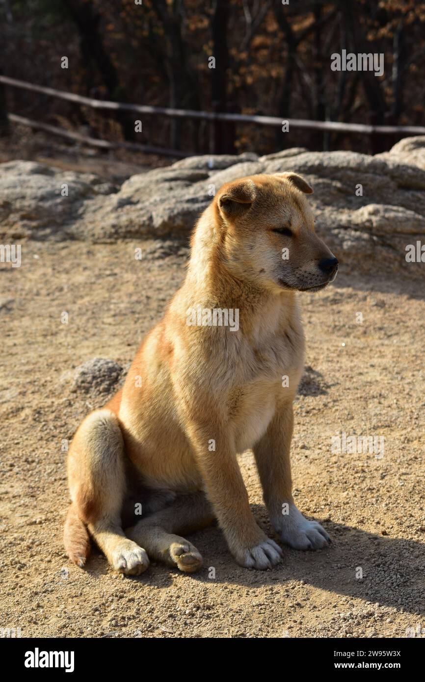 Niedlicher junger, hellbrauner Streunhund, der im Bukhansan-Nationalpark im Dreck sitzt Stockfoto