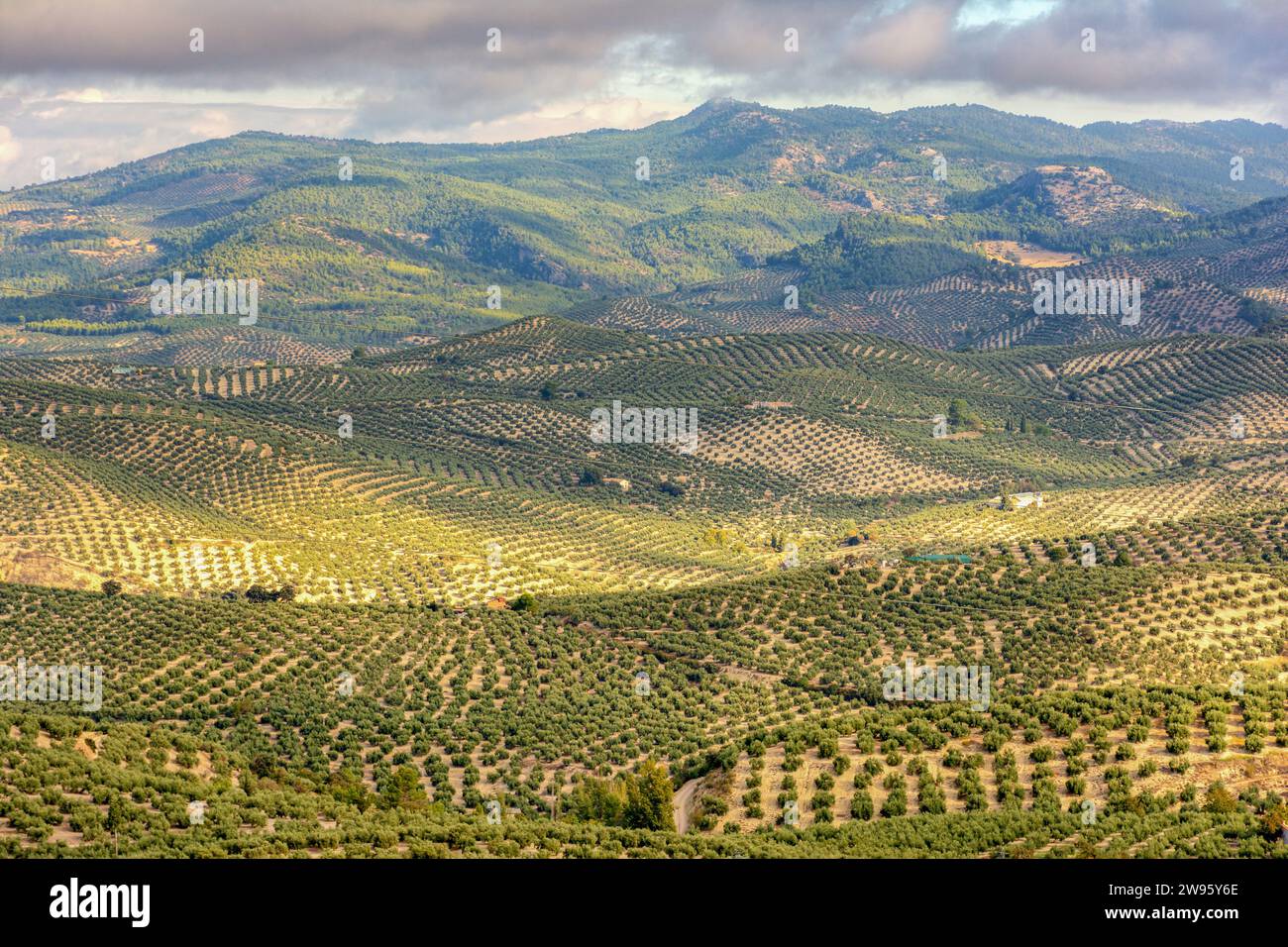 Landschaft mit Olivenbäumen und Bergen in La Iruela Stockfoto