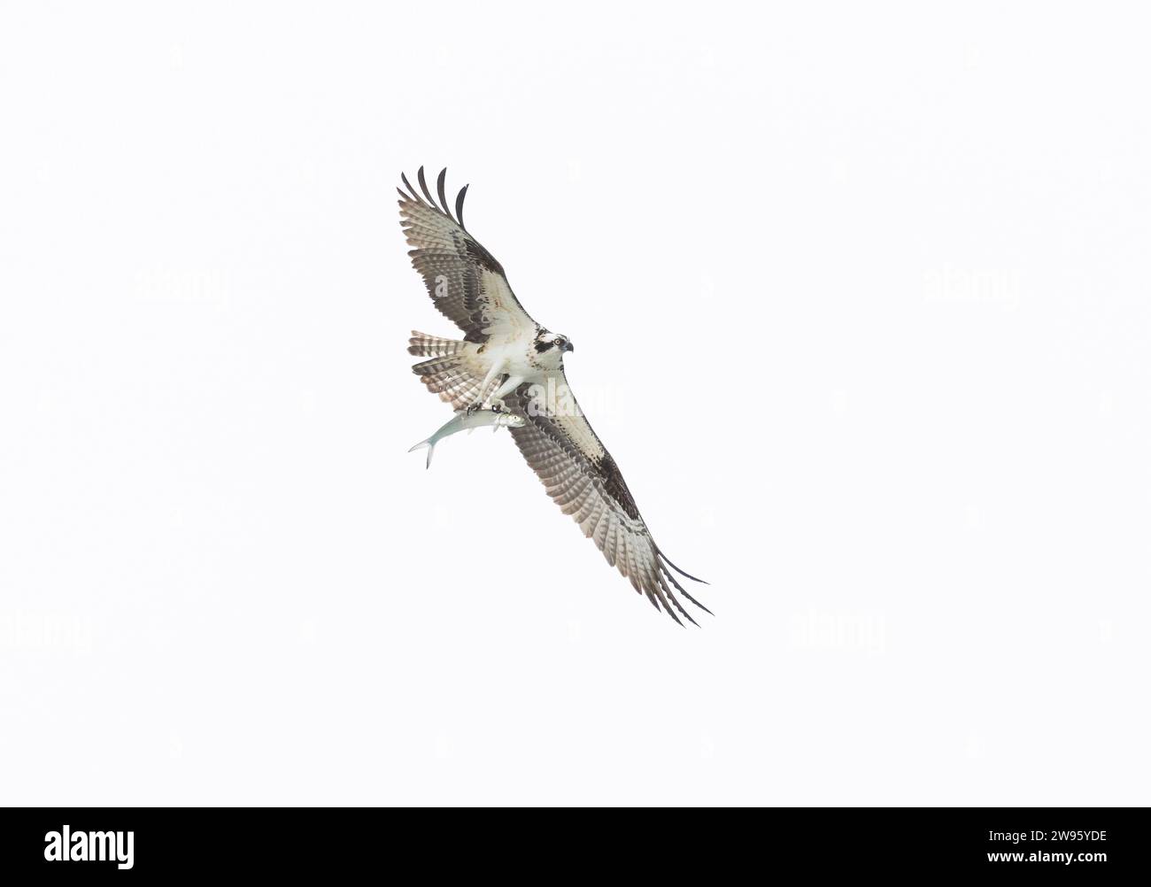 Osprey im Flug mit Salzwasserfischen Stockfoto