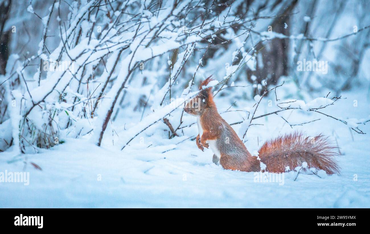 Rotes Eichhörnchen auf Hinterbeinen inmitten eines schneebedeckten Waldes. Stockfoto