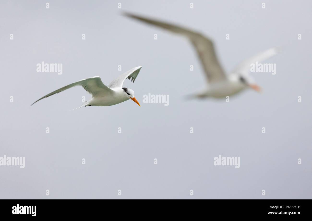 Königliche Tern im Flug Stockfoto