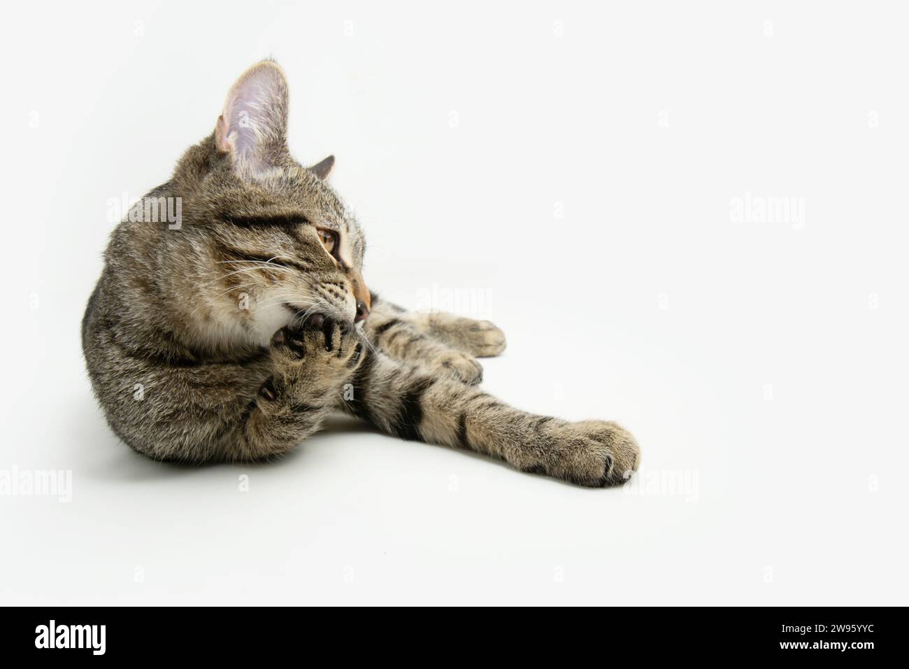 Lustige Katze, die sich selbst pflegt. Isoliert auf weißem Hintergrund Stockfoto