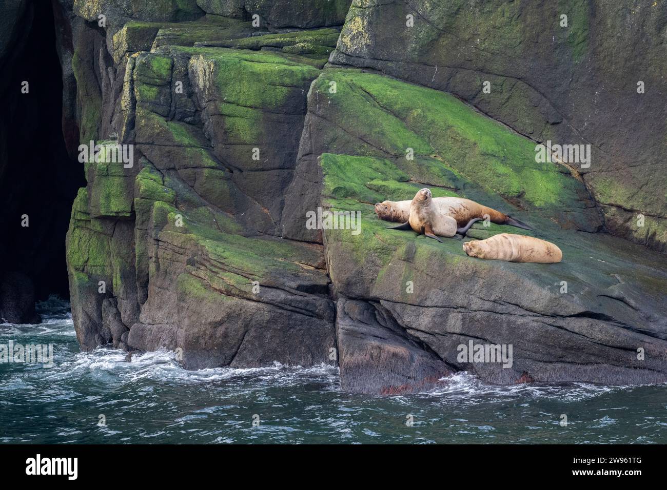 Alaska, Beringstraße, Diomede-Inseln. Steller Seelöwen (Eumetopias jubatus) Stockfoto