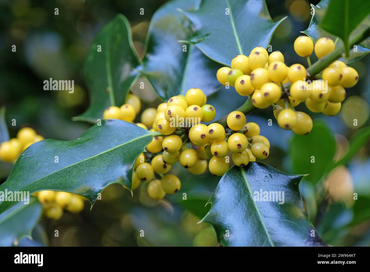 Die gelben Beeren des Ilex aquifolium 'BacciflavaÕ, gelb beerdeter stechpalmenstrauch. Stockfoto