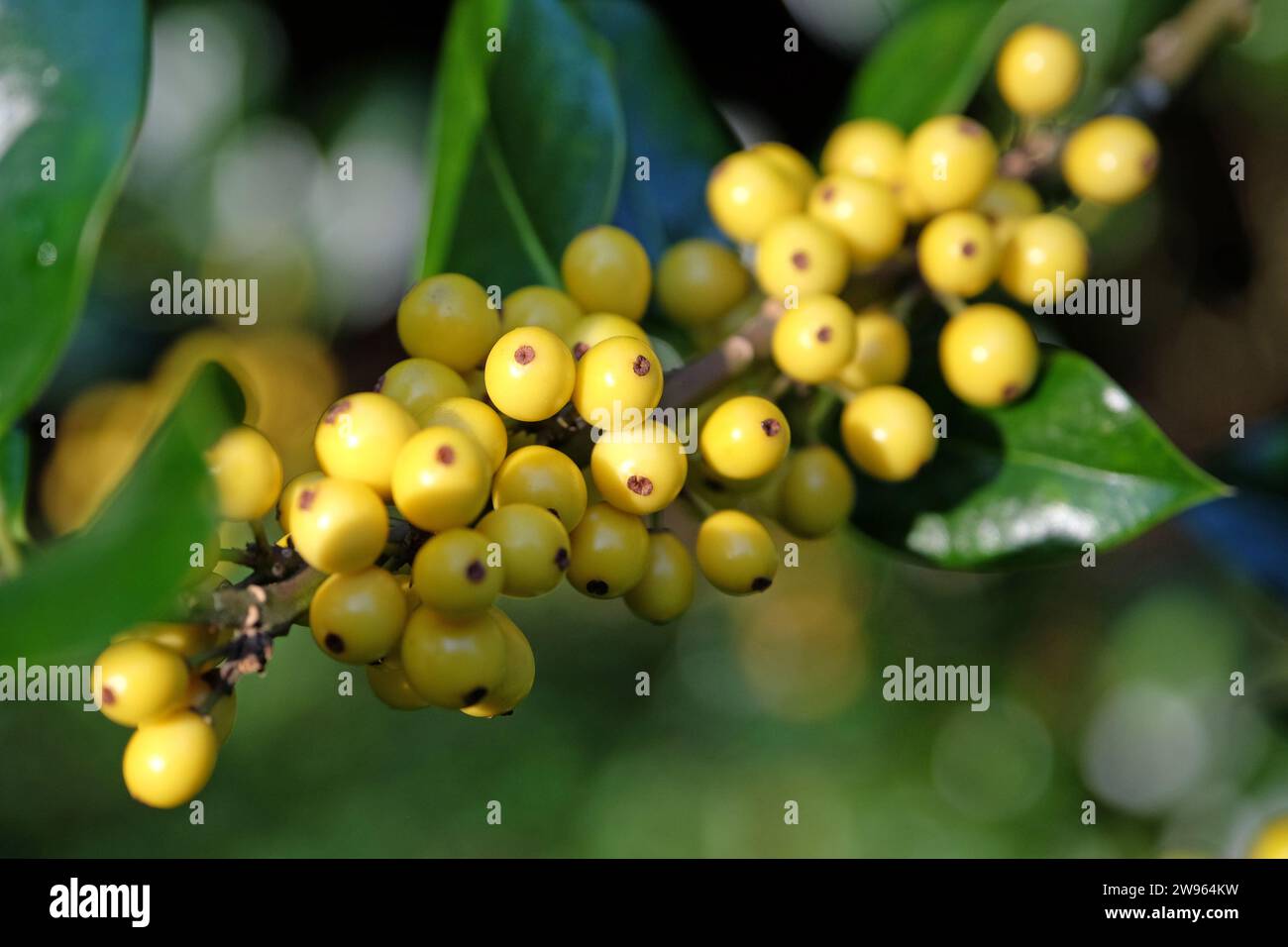 Die gelben Beeren des Ilex aquifolium 'BacciflavaÕ, gelb beerdeter stechpalmenstrauch. Stockfoto