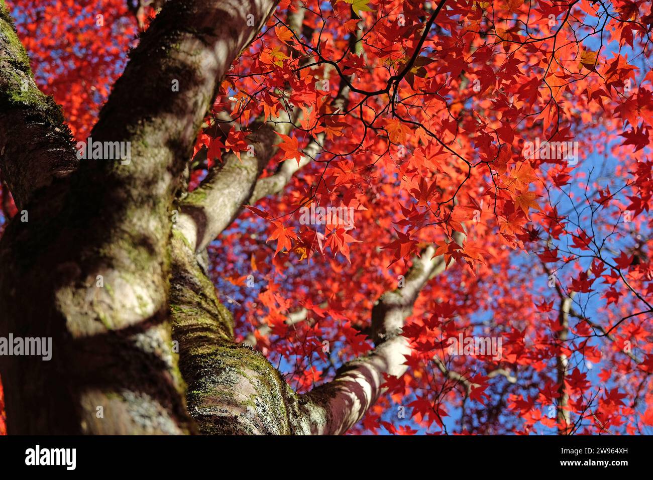 Die roten Blätter des Acer palmatum, oder japanischen Ahornbaums während seiner Herbstanzeige. Stockfoto