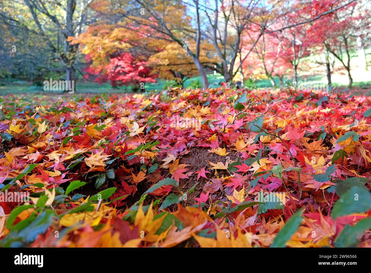 Die Blattstreu aus roten, gelben und orangen Blättern des Acer palmatum, oder japanischen Ahornbaums. Stockfoto