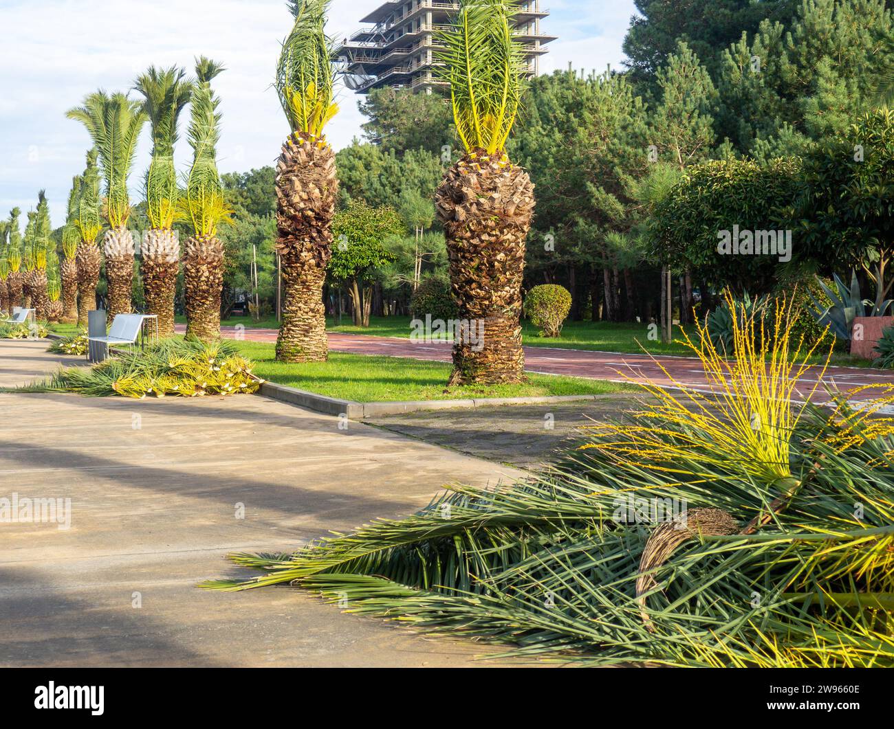 Palmenblätter, die von Gärtnern im Resort geschnitten wurden. Dezember auf See. Umschließen des Ufers. Haufen tropischer Bäume. Beschneiden Stockfoto