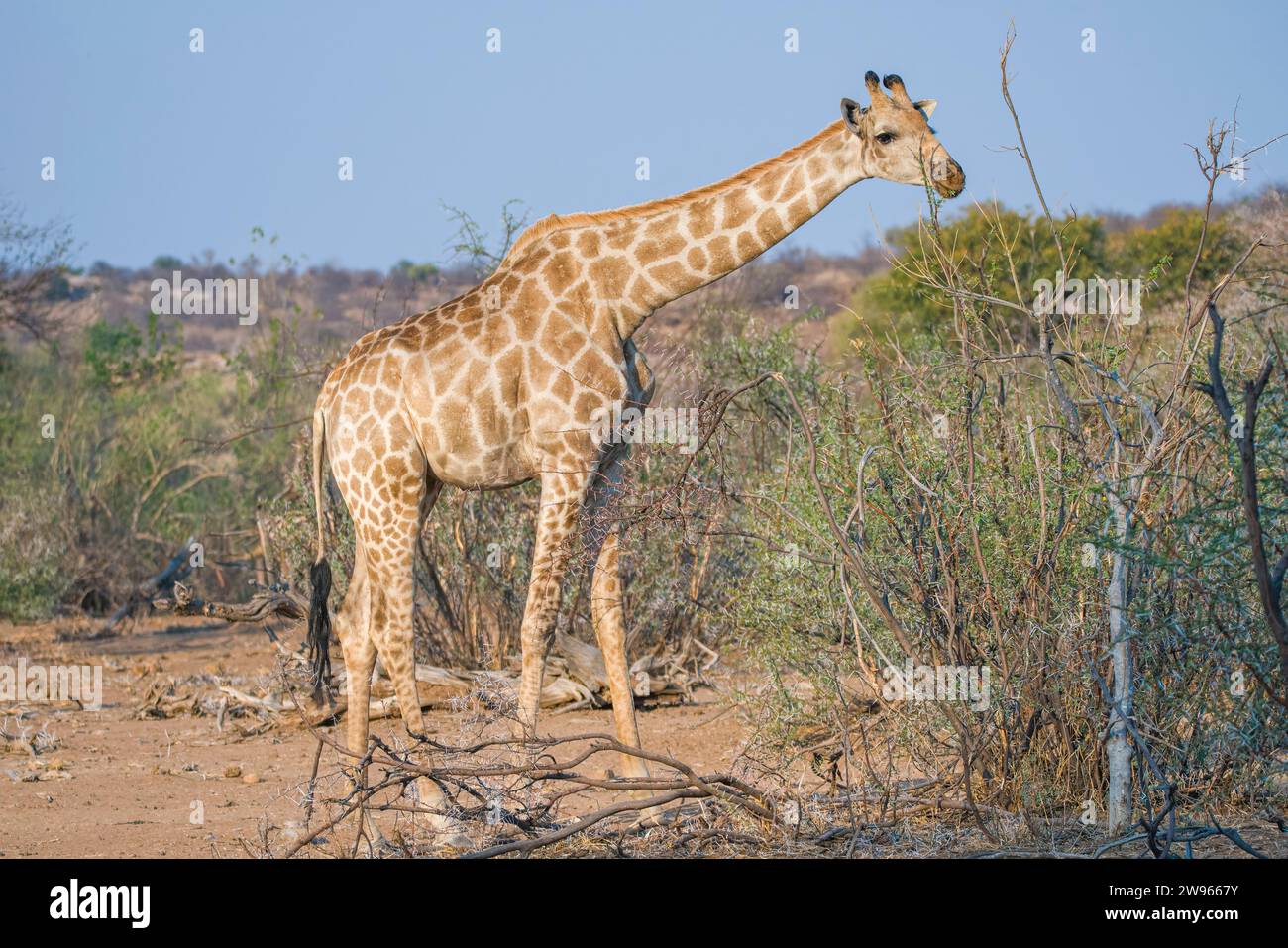 Cape oder südafrikanische Giraffe, Giraffa giraffa, Mashatu Game Reserve, Botswana Stockfoto