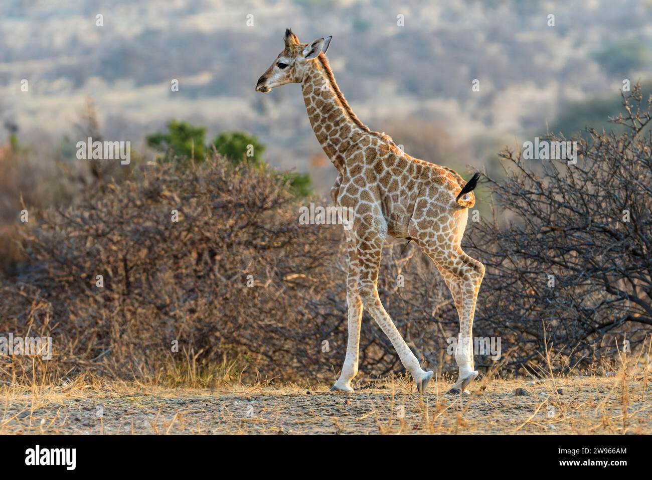 Eine Babygiraffe auf der Sanannah. Cape oder südafrikanische Giraffe, Giraffa giraffa, Mashatu Game Reserve, Botswana Stockfoto