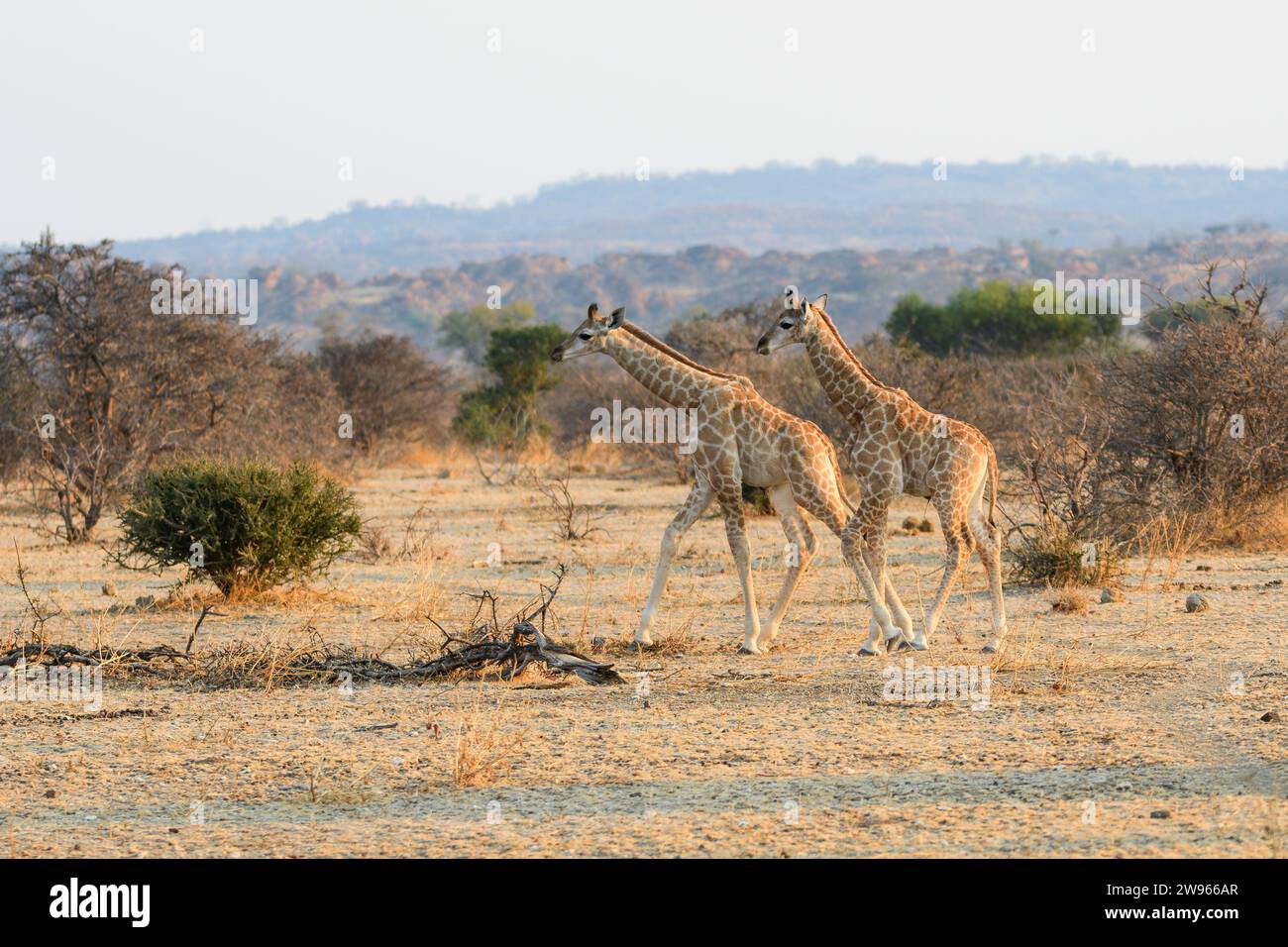 Zwei Babygiraffen. Cape oder südafrikanische Giraffe, Giraffa giraffa, Mashatu Game Reserve, Botswana Stockfoto