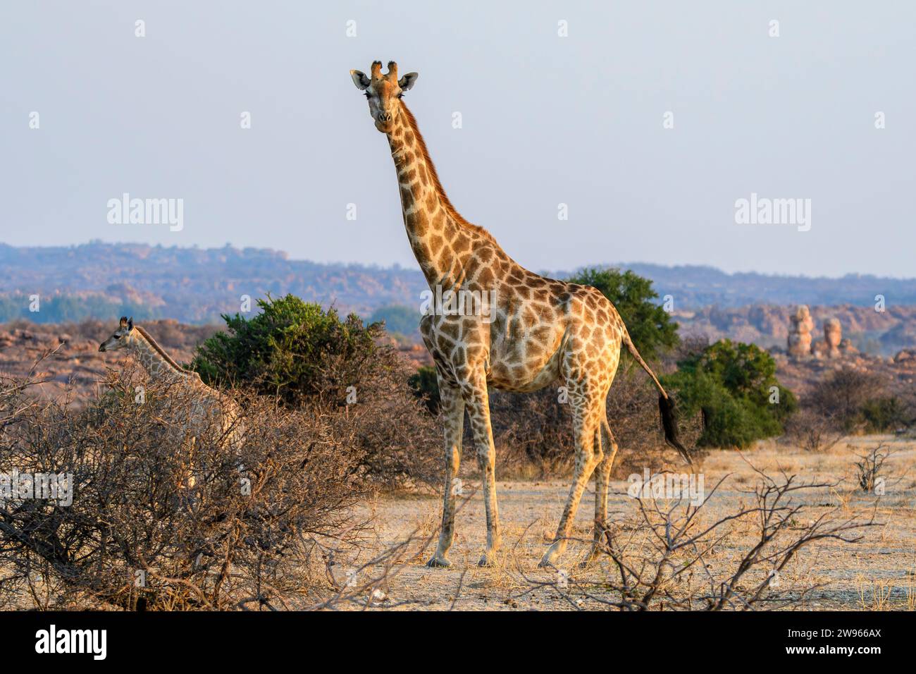 Cape oder südafrikanischer Giraffemander und Kalb, Giraffa giraffa, Mashatu Game Reserve, Botswana Stockfoto