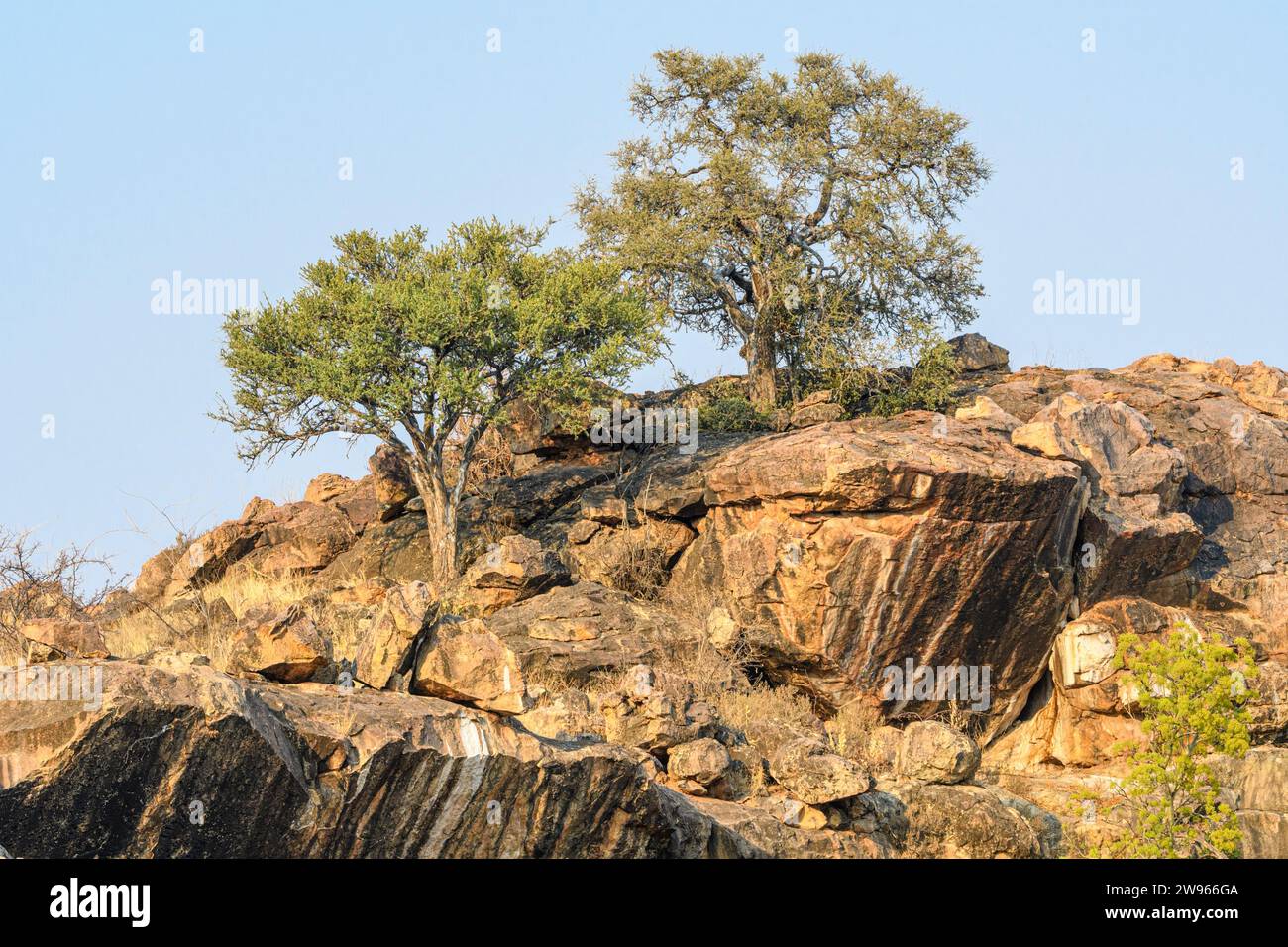 Shepherd Trees, Boscia albitrunca, haben die tiefste bekannte Wurzelstruktur aller Pflanzen auf 68 Metern (223 ft), Mashatu Game Reserve, Botswana Stockfoto