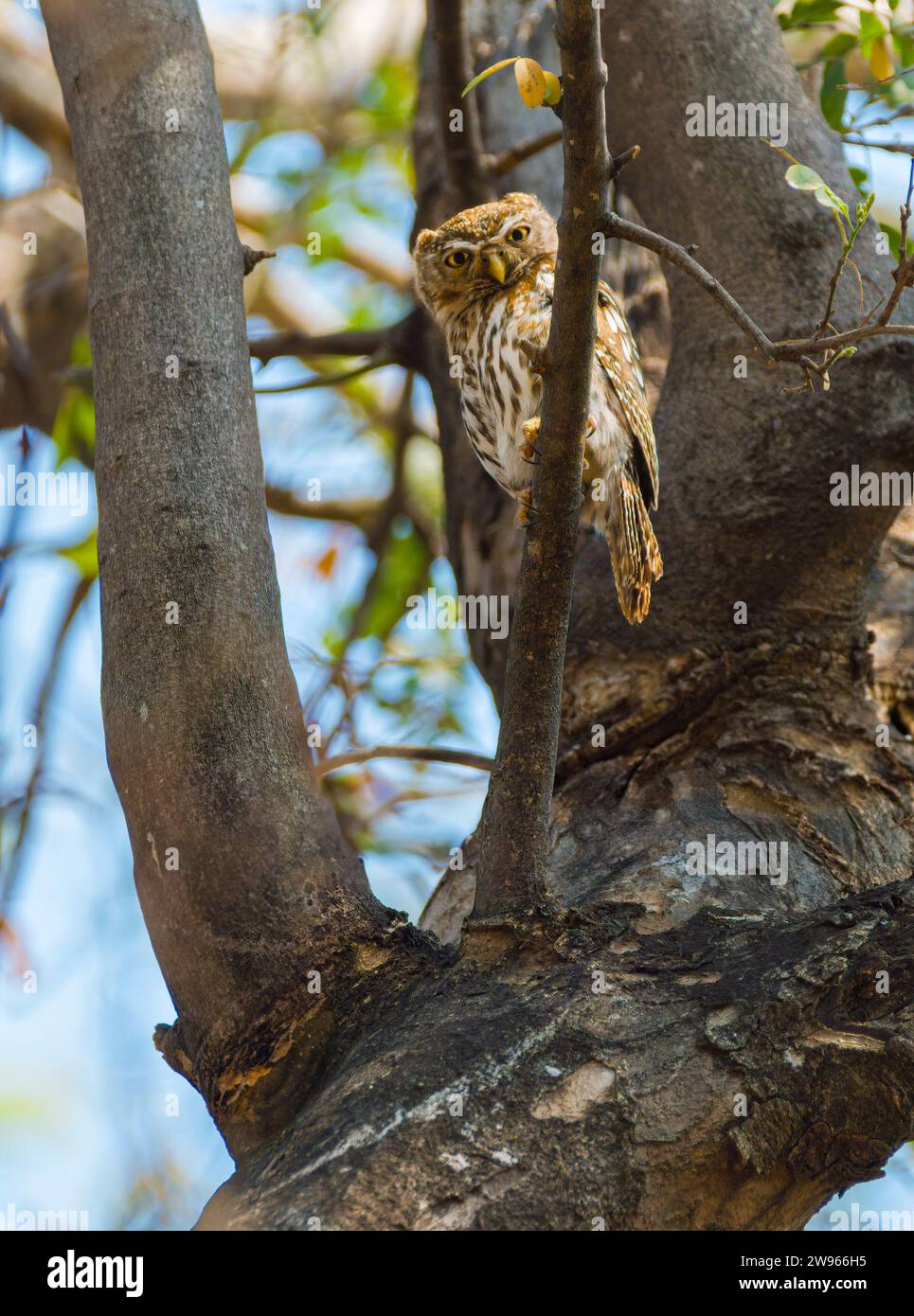 Perlfleckige Owlet, Glaucidium perlatum diurnum, Mashatu Game Reserve, Botswana Stockfoto