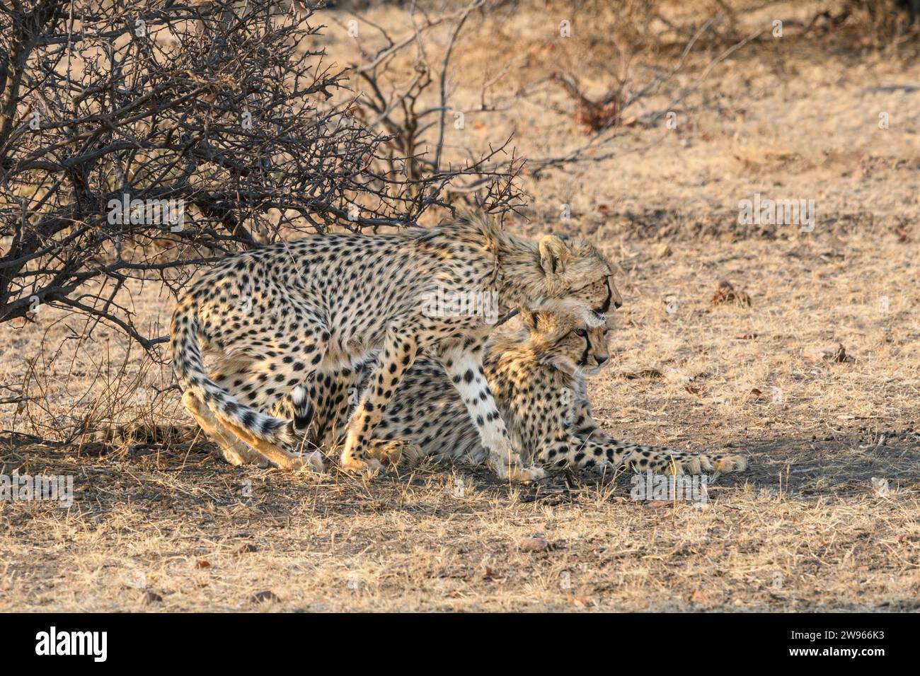 Gepardenjungen, Acinonyx jubatus, Mashatu Game Reserve, Botswana Stockfoto