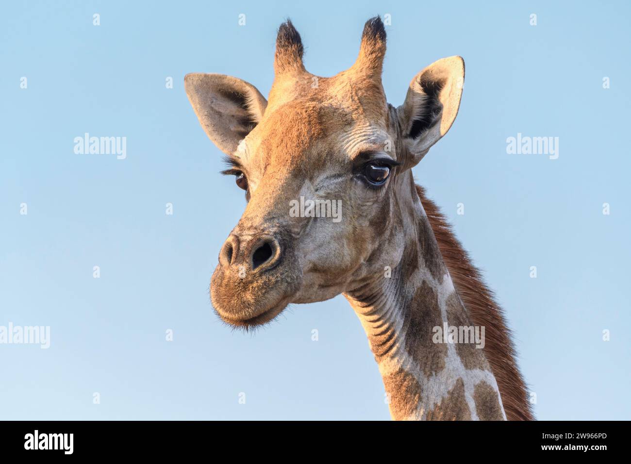 Cape oder südafrikanische Giraffe, Giraffa giraffa, Mashatu Game Reserve, Botswana Stockfoto