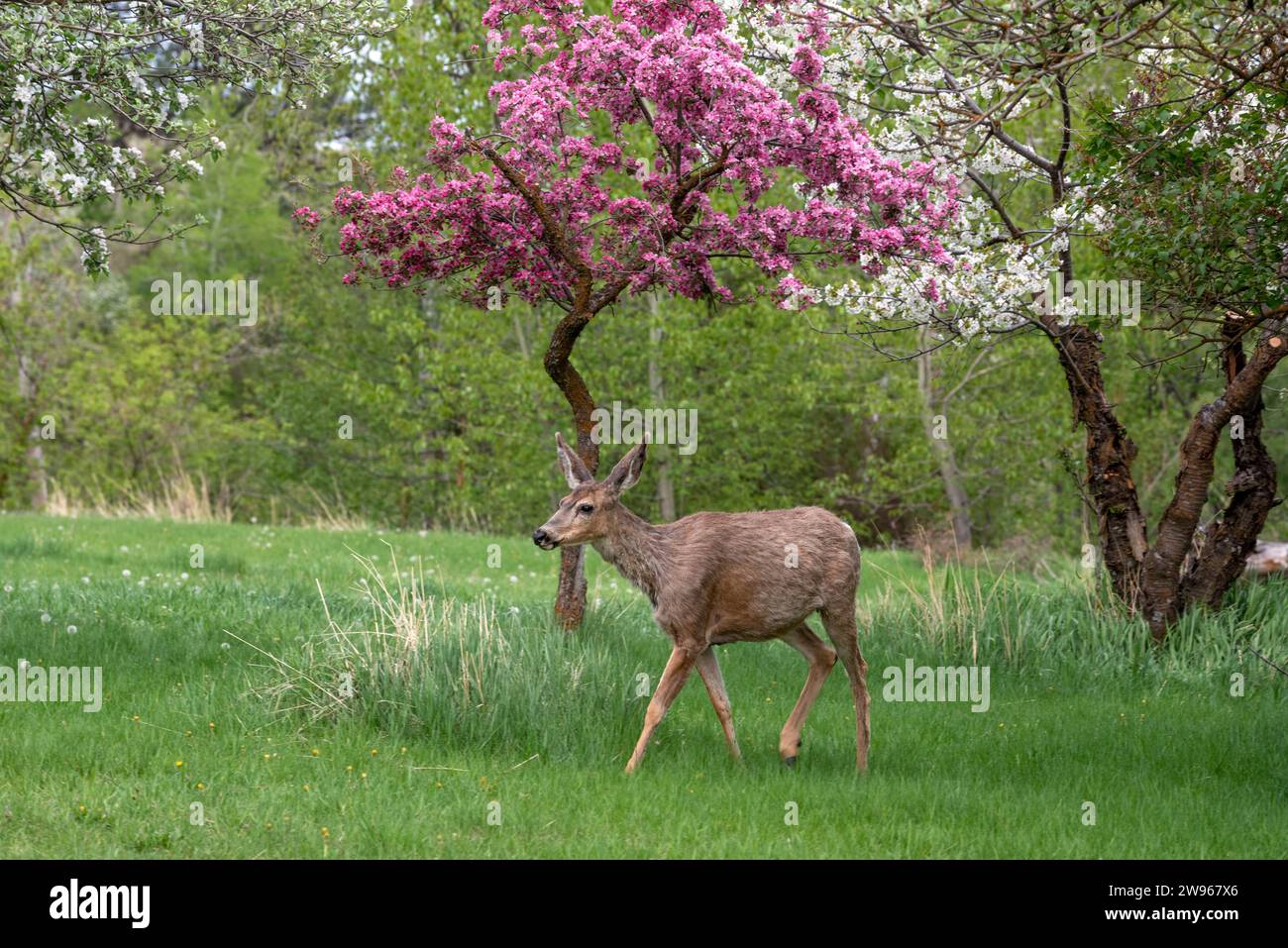 Maultierhirsche und blühende Bäume im Wallowa Valley, Oregon. Stockfoto