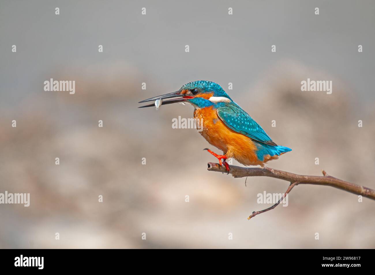 Kingfisher, Alcedo atmet das, jagt auf einem Zweig im Schilf. Stockfoto