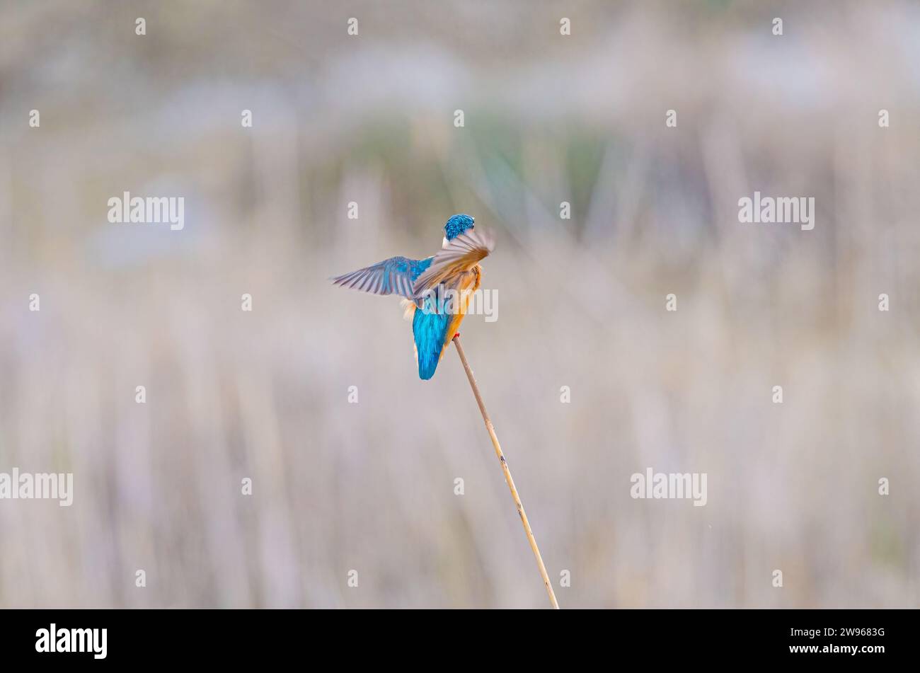 Kingfisher, Alcedo atmet das, jagt auf einem Zweig im Schilf. Stockfoto