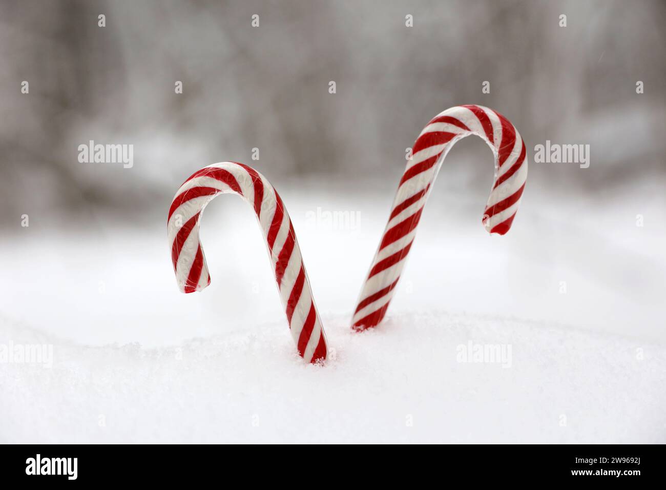 Zwei Zuckerstangen auf dem Schnee im Winterwald. Hintergrund für die Neujahrsfeier, Weihnachtsbonbons Stockfoto