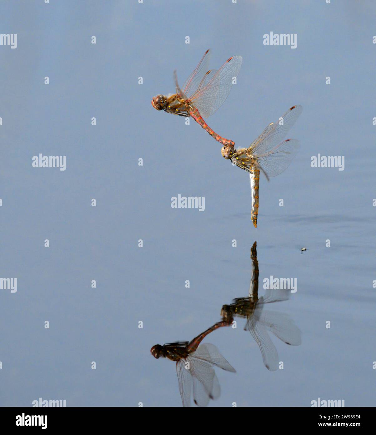 Ein paar Variegated Meadowhawk Libellen (Sympetrum corruptum) fliegen im Tandem über einen See und legen Eier im Wasser, Galveston, Texas, USA. Stockfoto