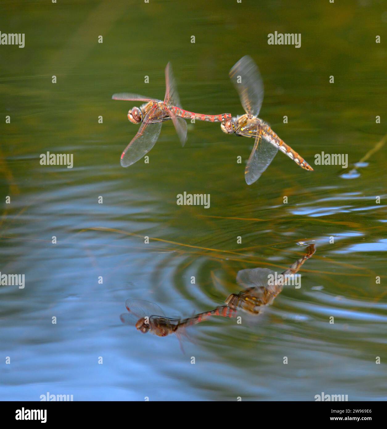 Ein paar Variegated Meadowhawk Libellen (Sympetrum corruptum) fliegen im Tandem über einen See und legen Eier im Wasser, Galveston, Texas, USA. Stockfoto