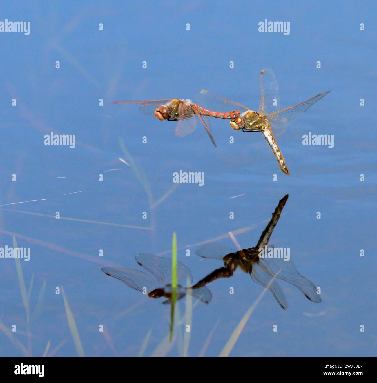 Ein paar Variegated Meadowhawk Libellen (Sympetrum corruptum) fliegen im Tandem über einen See und legen Eier im Wasser, Galveston, Texas, USA. Stockfoto