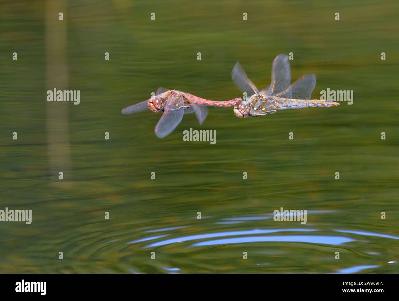 Ein paar Variegated Meadowhawk Libellen (Sympetrum corruptum) fliegen im Tandem über einen See und paaren sich, Galveston, Texas, USA. Stockfoto