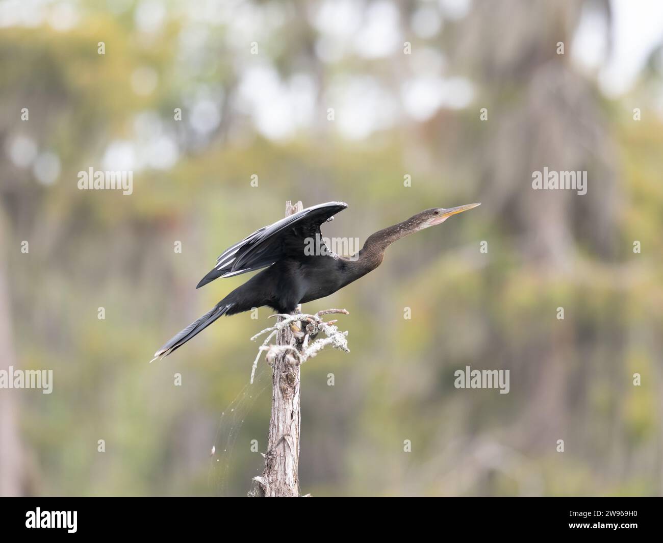 Anhinga oder Schlangenvogel, der auf einem toten Baumstamm hockt, bereit für den Flug. Fotografiert in einem Louisiana Sumpf. Das Profil des Vogels zeigt nach rechts mit einem SHA Stockfoto