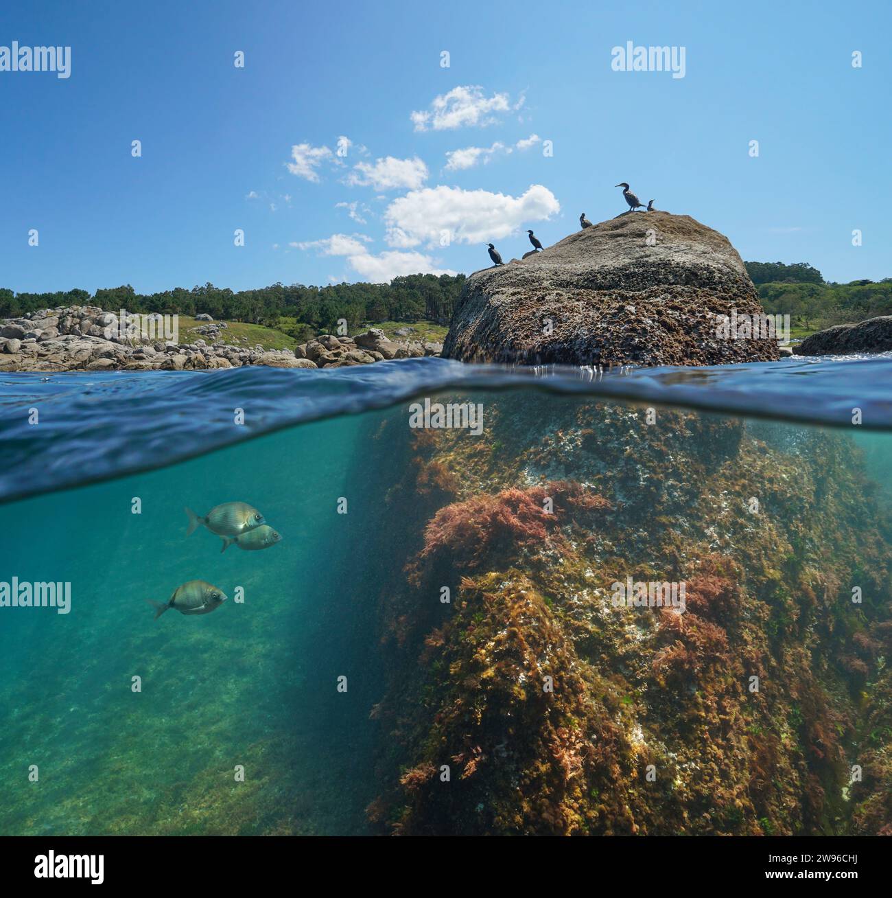 Atlantik Meereslandschaft, Küste mit Kormoranvögeln auf einem Felsen und Fisch unter Wasser, geteilter Blick halb über die Wasseroberfläche, natürliche Szene, Spanien Stockfoto