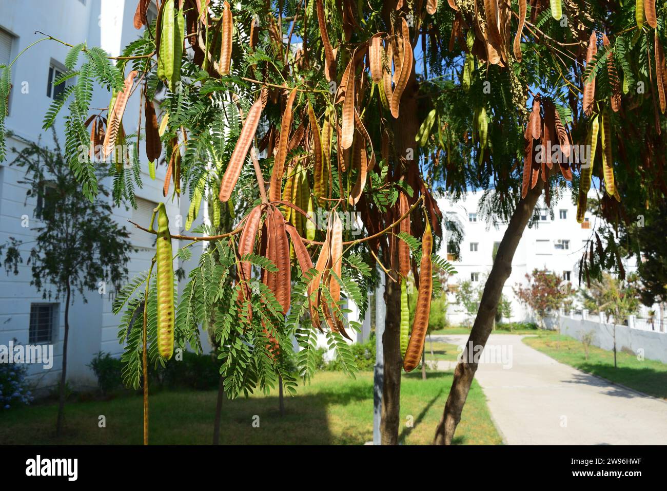 Unbearbeitetes Rohbild von Pferd oder wilder Tamarinde, Jumbie-Bohne, Bleibaum, Leucaena leucocephala-Baumsamen mit verschwommenen Hintergründen von Gebäuden Stockfoto