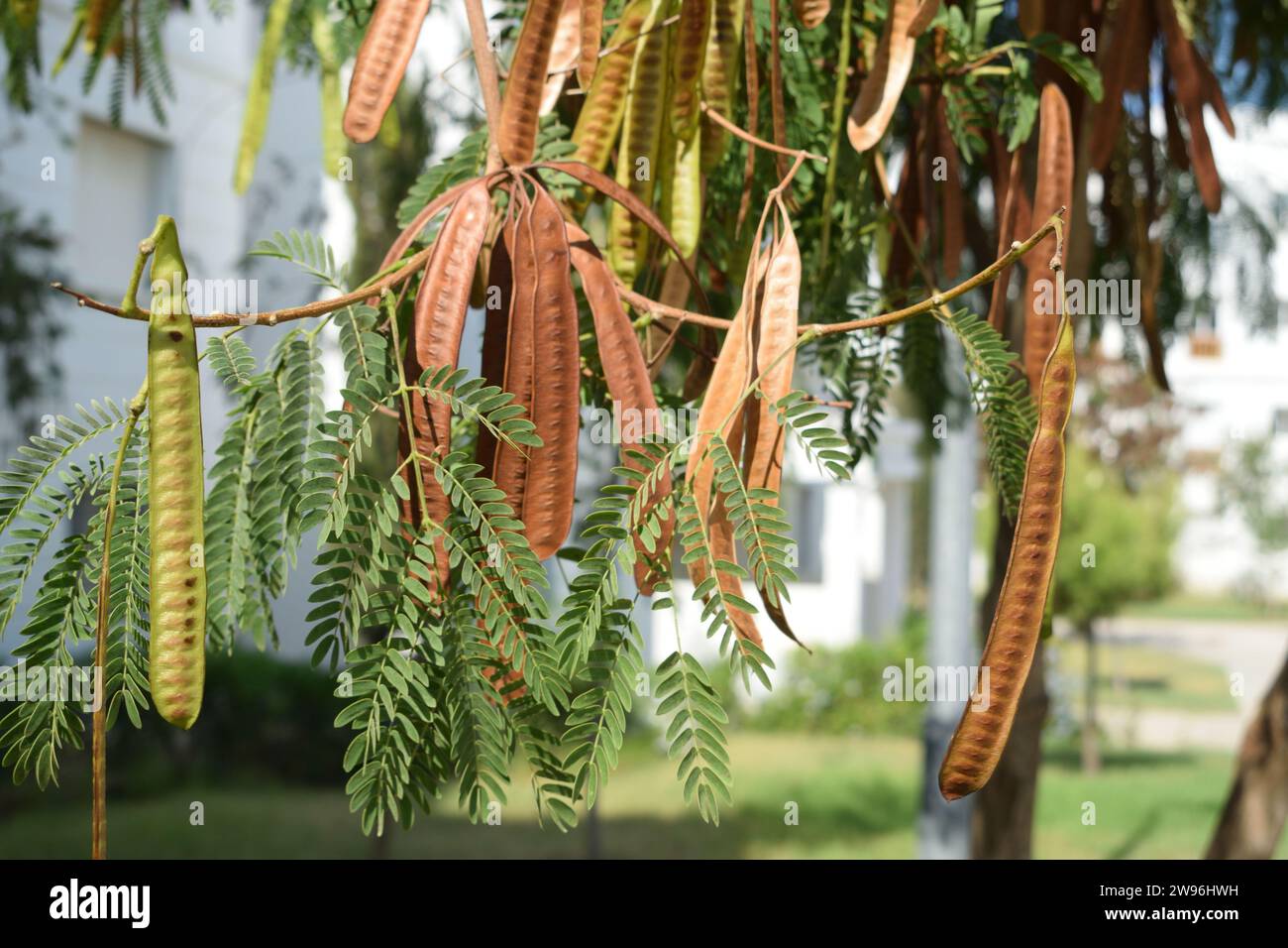 Unbearbeitetes Rohbild von Pferd oder wilder Tamarinde, Jumbie-Bohne, Bleibaum, Leucaena leucocephala-Baumsamen mit verschwommenen Hintergründen von Gebäuden Stockfoto