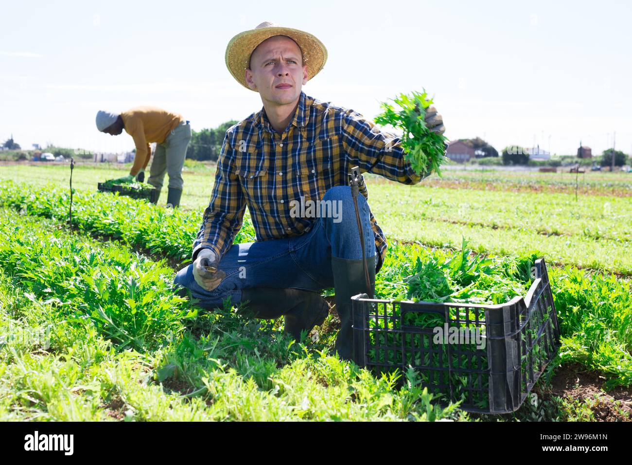 Bauer erntet und schält auf dem Feld die grüne mizuna (Brassica rapa nipposinica laciniata) Stockfoto