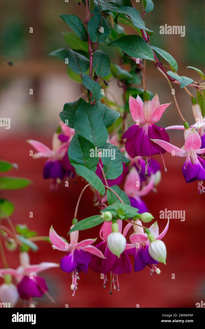 Die Blüten erstrahlen in einer lebendigen Sinfonie aus Farbtönen, das Kaleidoskop der Natur macht Freude mit jedem Blütenblatt – ein farbenfroher Tanz des Lebens. Stockfoto