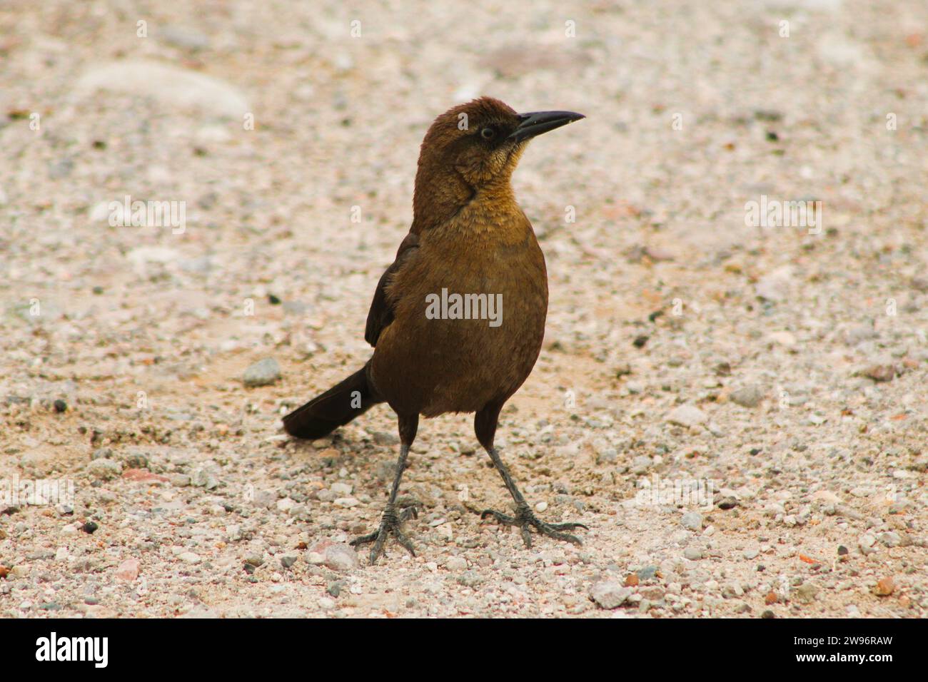 Schwarze Vögel in der Natur - Colorado River Vögel - männliche und weibliche schwarze Vögel Stockfoto