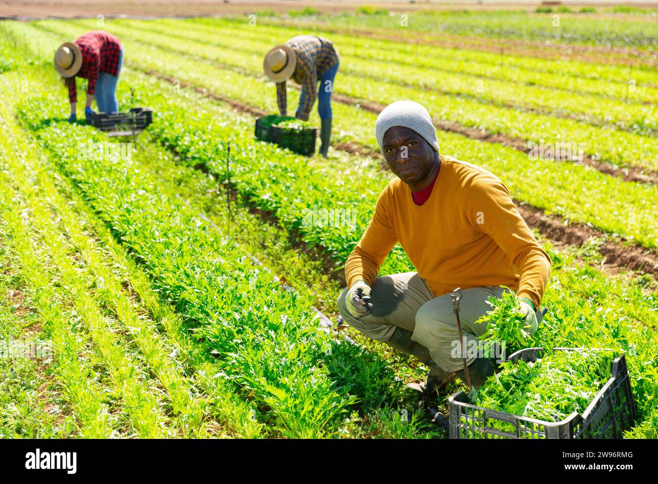 afroamerikanische Arbeiter ernten grün mizuna (Brassica rapa nipposinica laciniata) im Garten Stockfoto