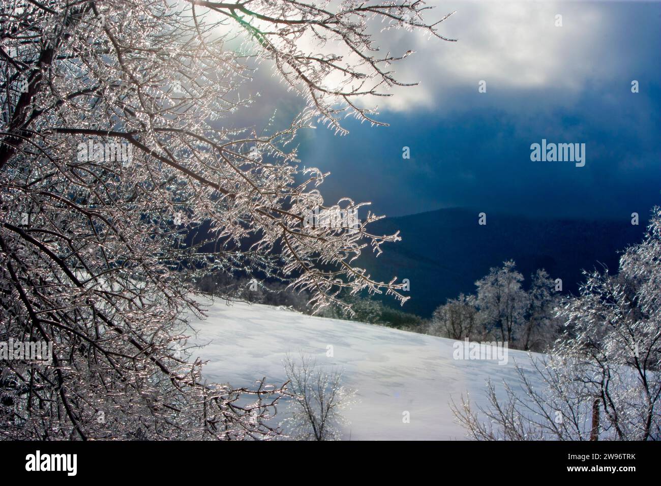 Gefrorene Bäume zeigen eine wunderschöne Winterszene in den grünen Bergen von Vermont nach einem Wintersturm Stockfoto