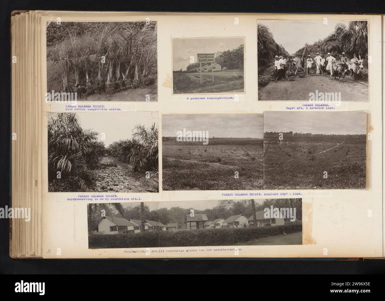 Oliepalmen OP Padang Halaban Estate, Anonym, 1927 - 1928 Foto Blatt mit sechs Fotos von Ölpalmen auf Padang Halaban Estate, 1928. Unter den Beschriftungen der Fotos mit Beschriftungen. Teil des Fotoalbums über die Brüsseler und pernantischer Plantagen der Sumatra Caoutchouc Maatschappij an der Ostküste Sumatras in den Jahren 1910–1935. Sumatra fotografische Unterstützung. Pappgelatine Silberdruckplantage. (Nicht-Frucht) Erzeugnisse von Pflanzen oder Bäumen: Palmöl Sumatra Stockfoto