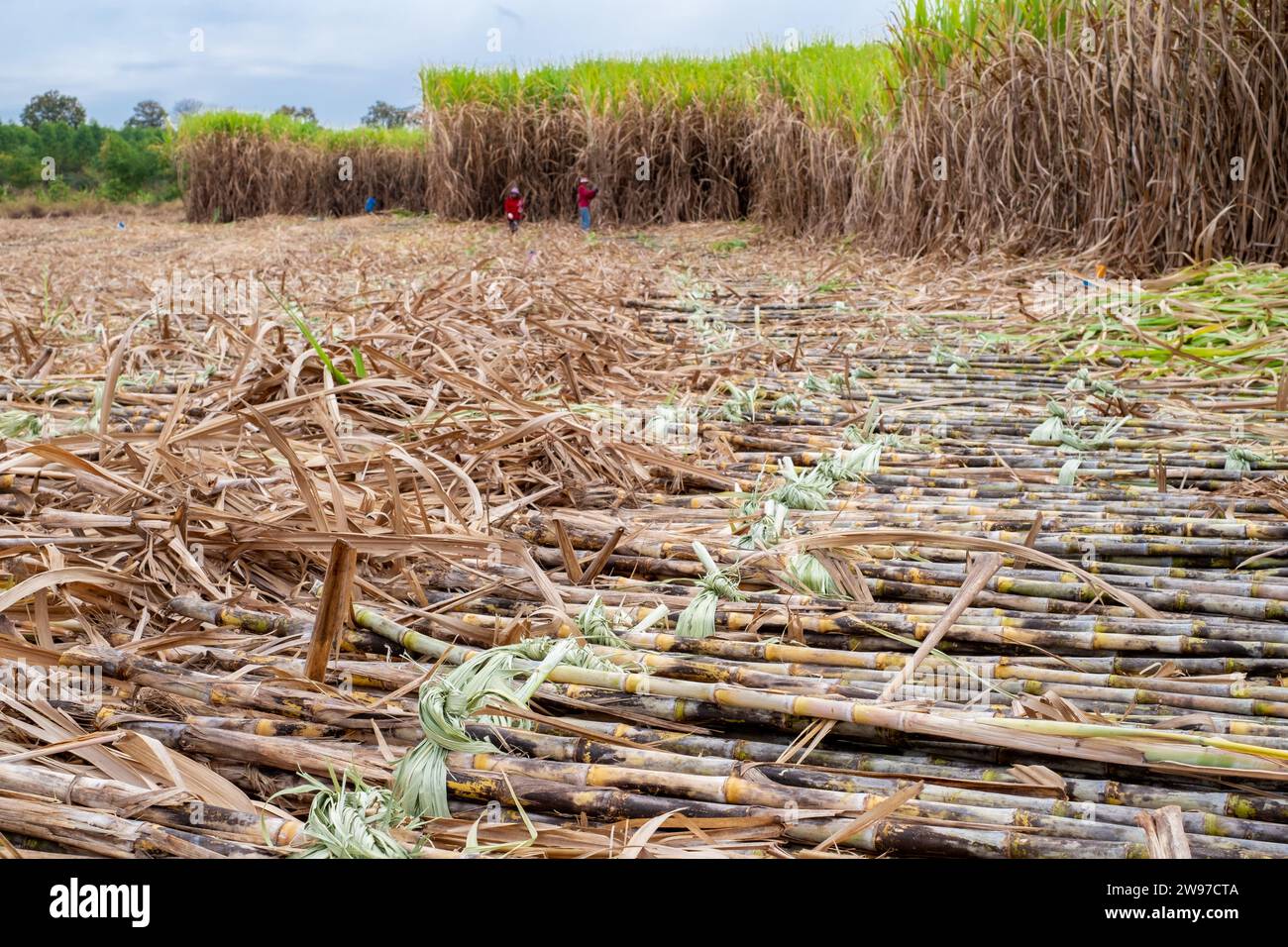 Reife oder reife Zuckerstangen werden von Arbeitern oder Landwirten auf Plantagen geerntet, bevor sie in die Zuckerfabrik überführt werden. Konzept alternativer Biobrennstoffenergie Stockfoto