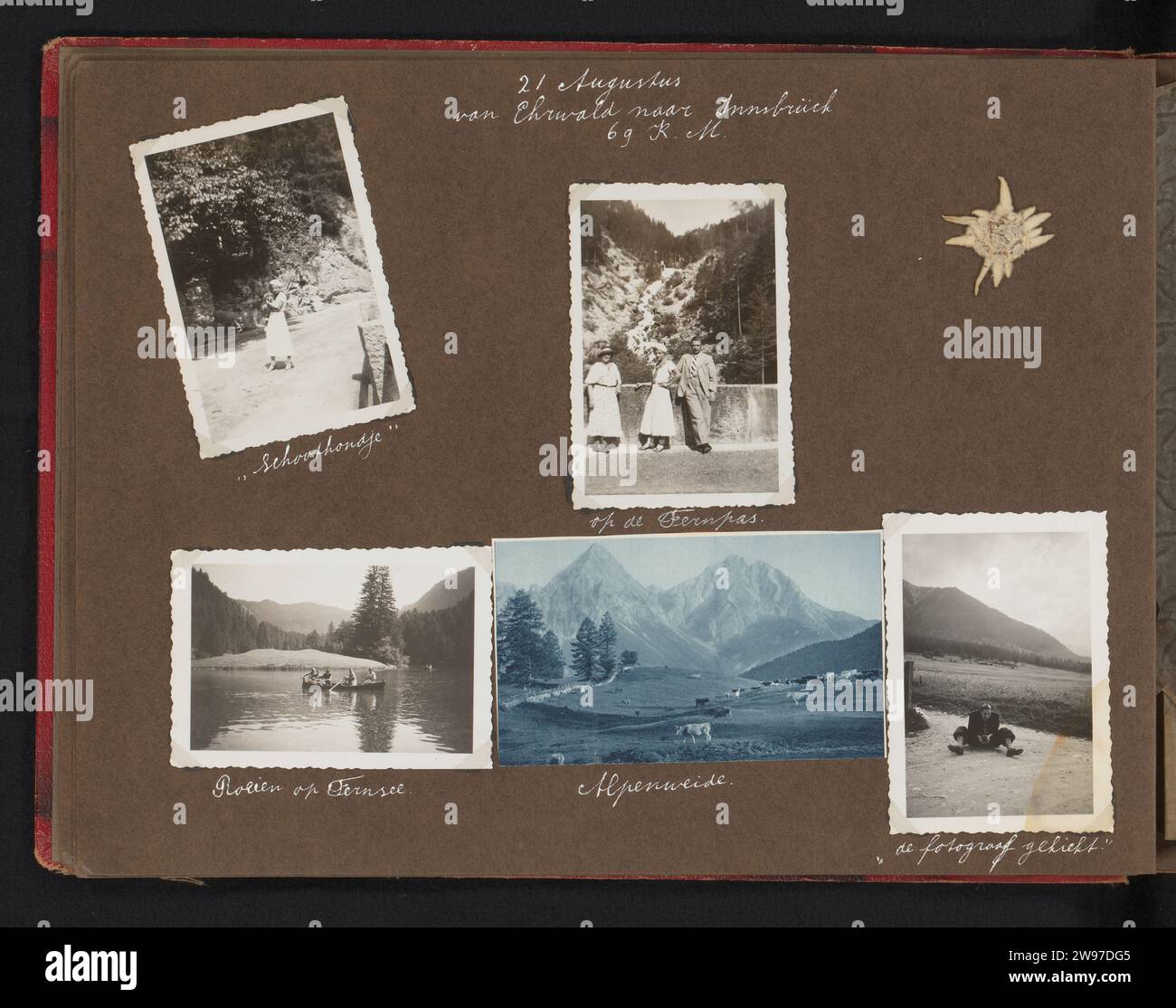 21. August / von Ehrwald nach Innsbrück / 69 K.M., Anonym, 1935 Foto. Fotomechanisches Print-Album-Magazin mit vier Fotos von Mitgliedern der Reisegruppe in Berglandschaften und einem Bild einer Alpenwiese, 21. August 1935. Mit einem festsitzenden Edelweiß. Teil des Reisealbums der Van den Broek Familie von 1935 bis 1937. Tiroler Papier. Unterstützung für Fotos. Pflanzenmaterial Gelatine Silberdruck Ausflug, Vergnügungsreise. Blumen: edelweiss. Bergkette, Schneegipfel Österreich Stockfoto