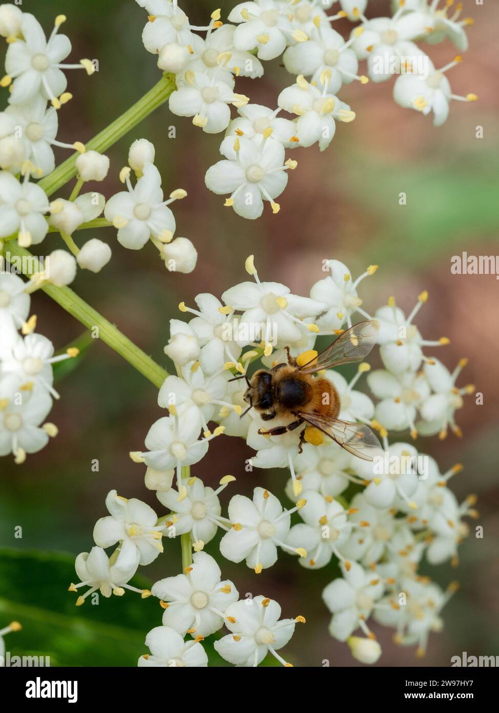 Eine Biene auf einem Haufen weißer Holunderblüten, Pollensäcke voll vom Sammeln, australischer Küstengarten Stockfoto