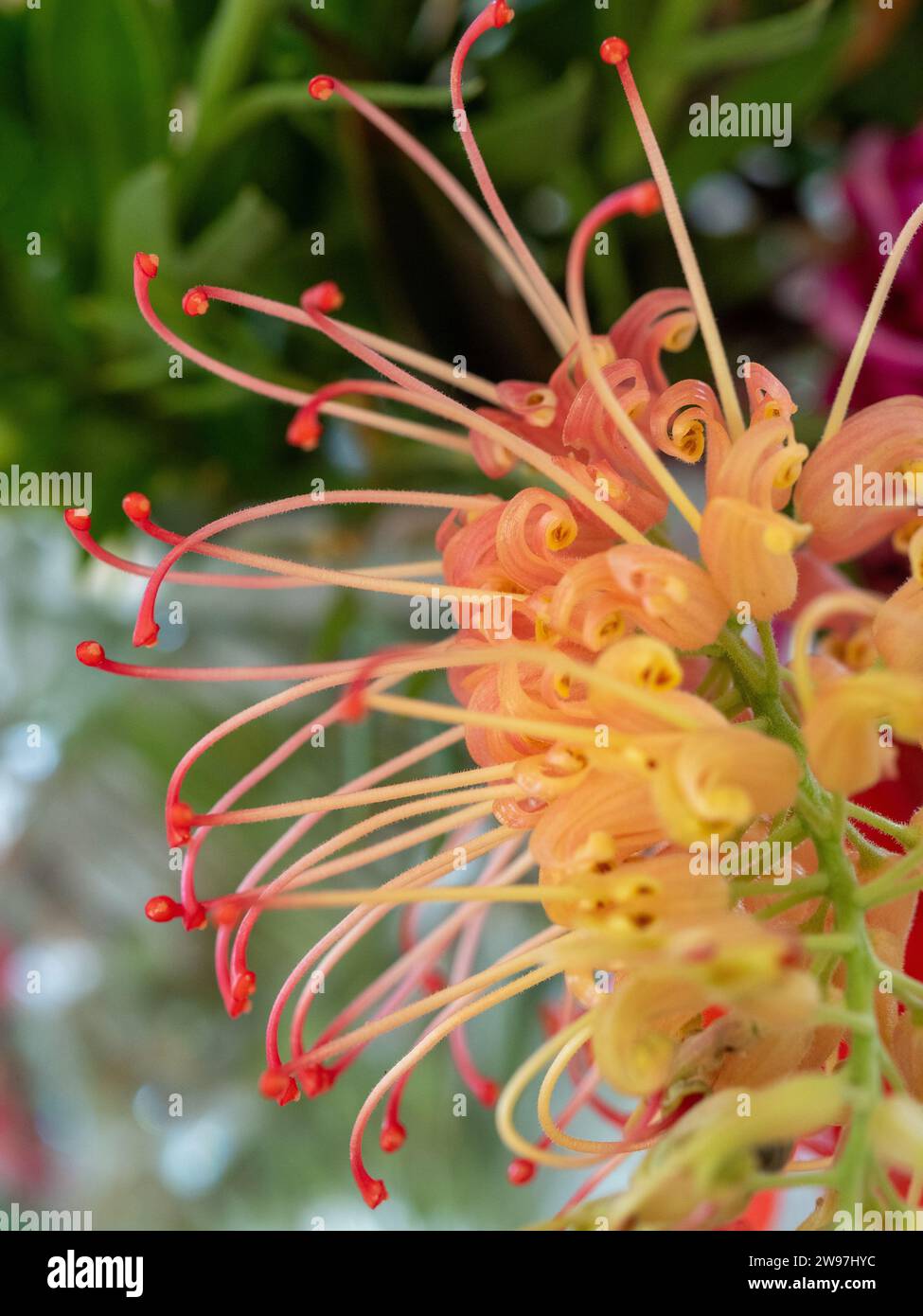 Grevillea Loopy Lou Blume in einer Vase Stockfoto