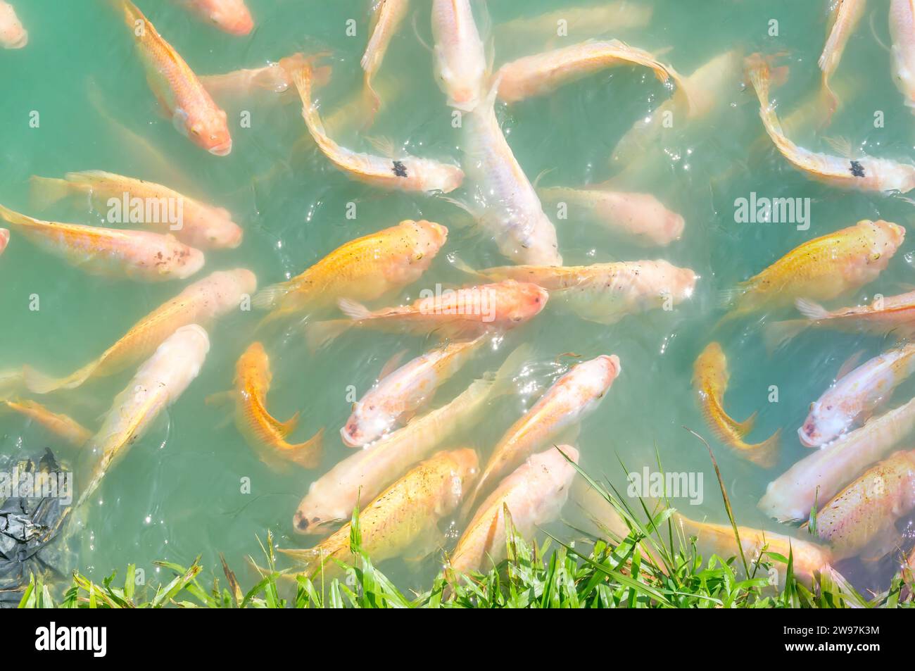 Foto von oben, wunderschöne rosa und orange Tilapias schwimmen in einem natürlichen großen Teich mit grünem Süßwasser. Nahaufnahme des Fotos Stockfoto