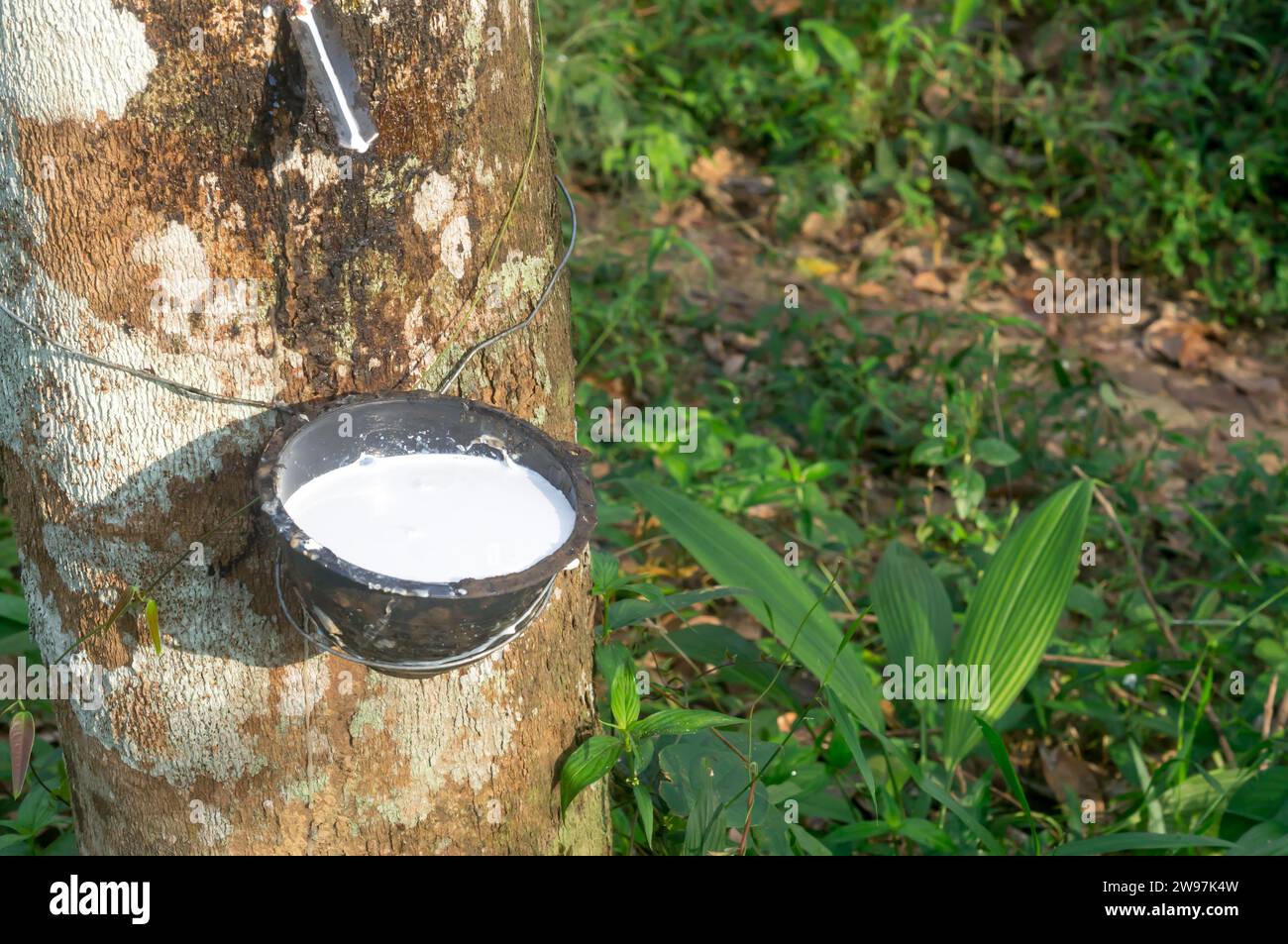 Kautschukbaum bietet einen großen Ertrag an natürlichem Kautschuklatex, das in einer Kautschukplantage im Süden Thailands gezapft oder aus diesem extrahiert wird. Konzept o Stockfoto