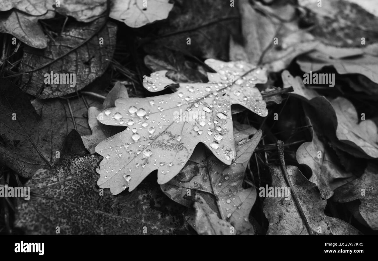 Trockene Herbsteichenblätter mit Wassertropfen liegen auf dem Waldgrund, natürliches Schwarz-weiß-Hintergrundfoto mit selektivem Fokus Stockfoto