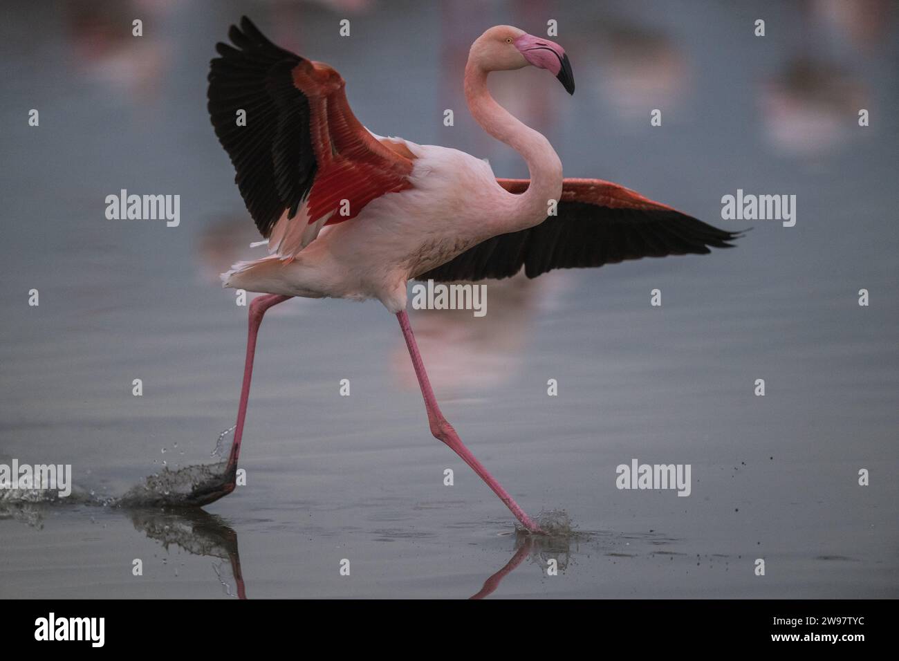 Eine größere Flamingo-Landung in einer Lagune in der camargue, Frankreich Stockfoto